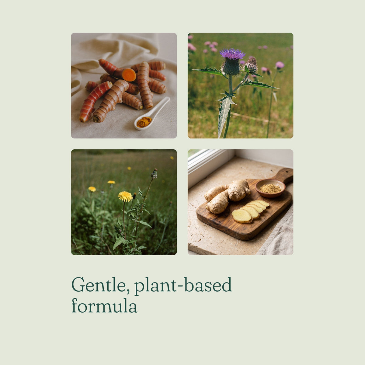Gentle, plant-based formula: turmeric, milk thistle, dandelion and ginger