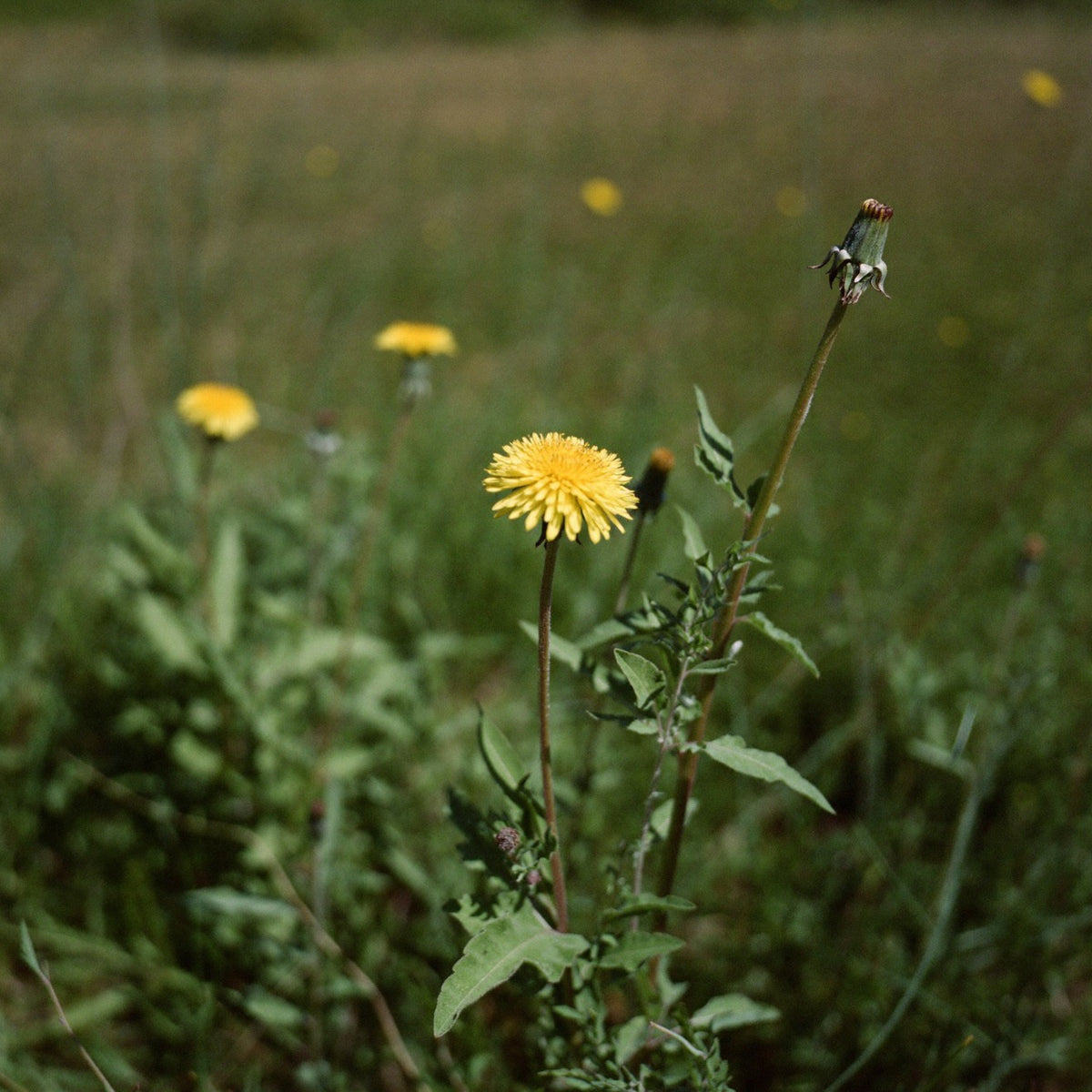 Dandelion root