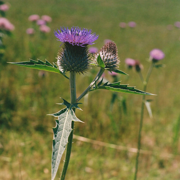 Milk thistle